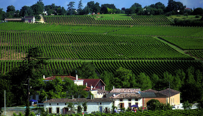 vignes